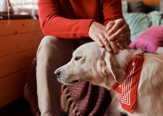 Best Family Dogs: Finding Your Ideal Canine Fit