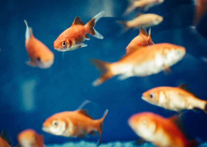 Can Dogs and Cats Safely Eat Goldfish? What You Need to Know