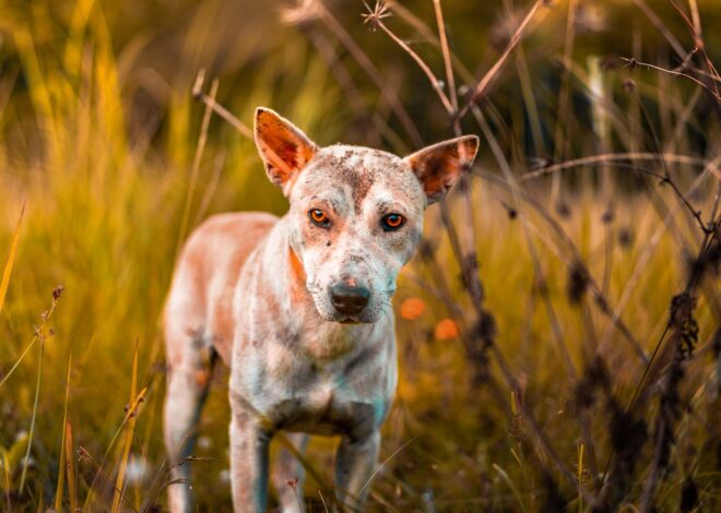 Can Dogs Cry Real Tears Like Humans Do?