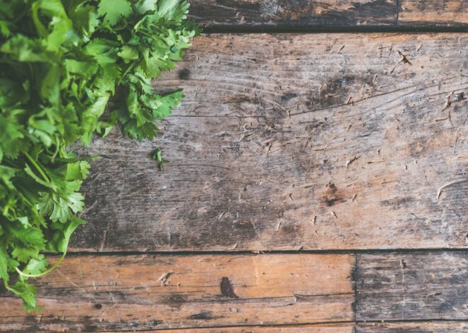 Can Dogs Eat Cilantro Safely?