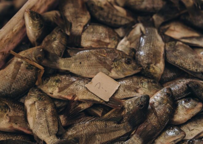 Can Dogs Eat Tilapia? Your Guide