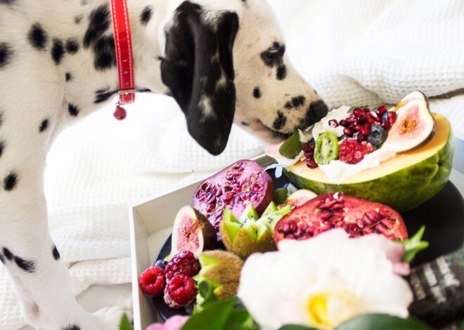 Can Dogs Have Pomegranate: What Pet Parents Know
