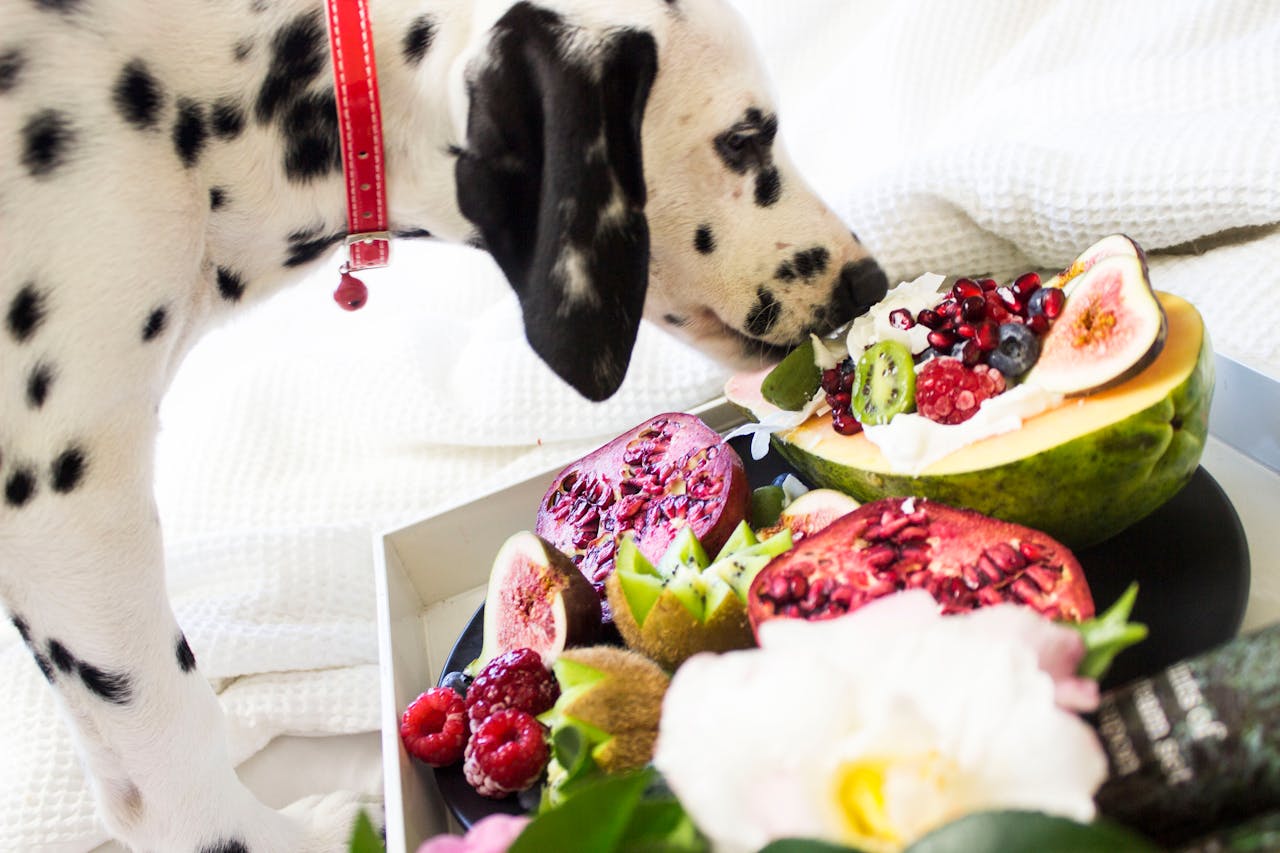 Can Dogs Have Pomegranate: What Pet Parents Know