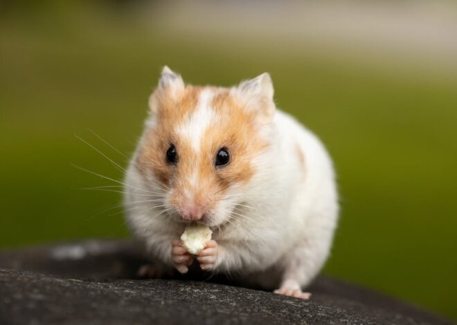 Can You Fly with a Hamster? Your Guide to Airline Travel
