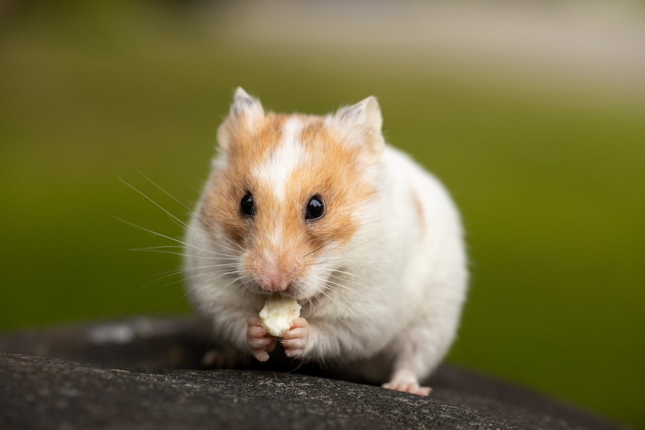 Can You Fly with a Hamster? Your Guide to Airline Travel