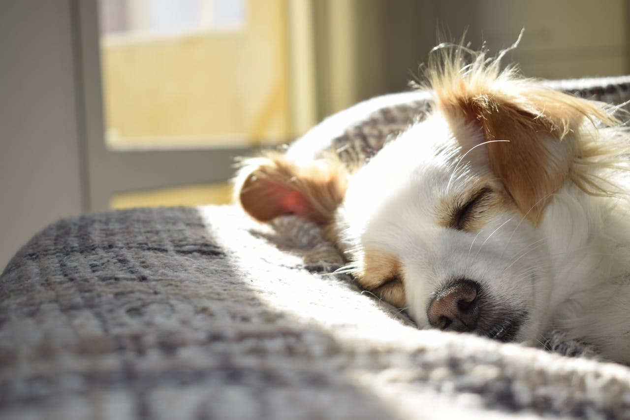 Casper Dog Mattress: The Ultimate Dog Bed?