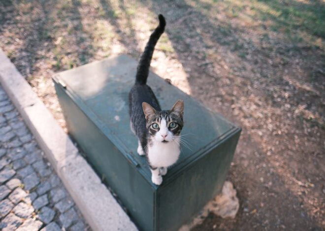 Cat Flicking Tail Meaning: Interpreting Your Cat’s Moods