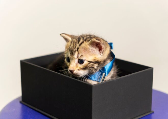 Do Self Cleaning Litter Boxes Really Work?