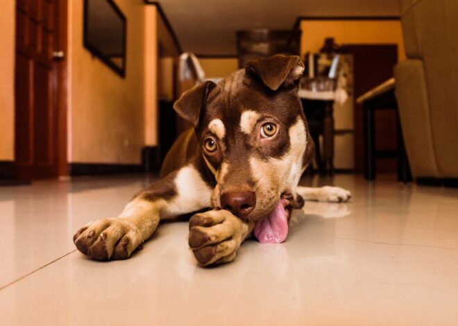 Dog Chewing Paws: Causes & Solutions for Relief