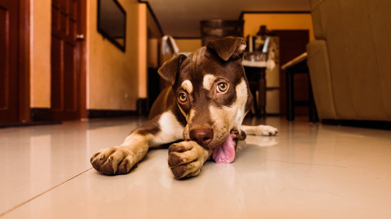 Dog Chewing Paws: Causes & Solutions for Relief
