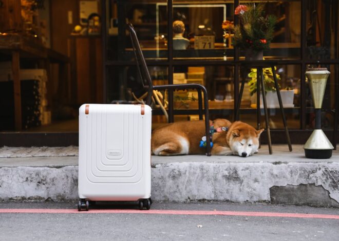 Dog Friendly Stores: Where to Shop with Your Dog