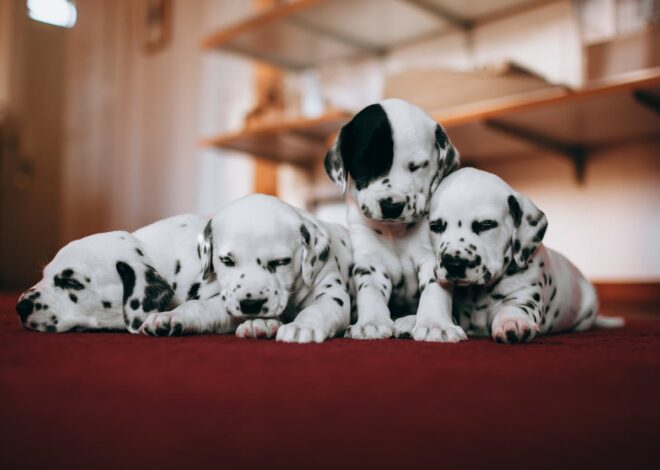 Dog Litter 101: Understanding and How to Use It Properly