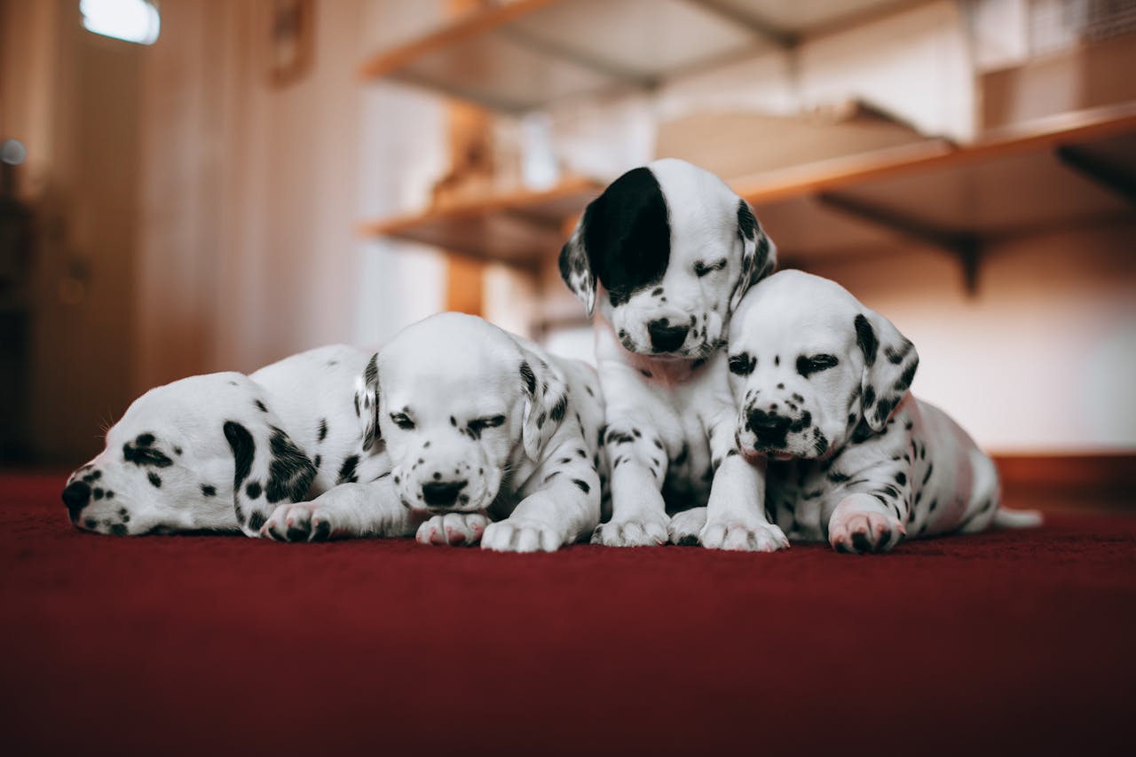 Dog Litter 101: Understanding and How to Use It Properly