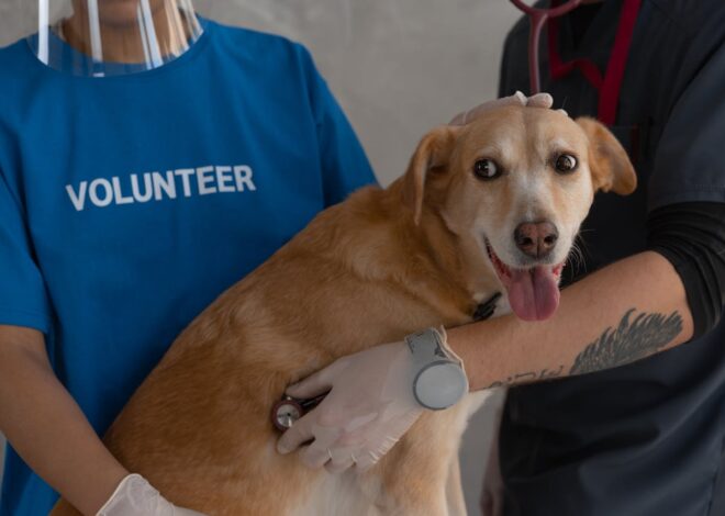 Dog Penis Health: All Your Questions Answered