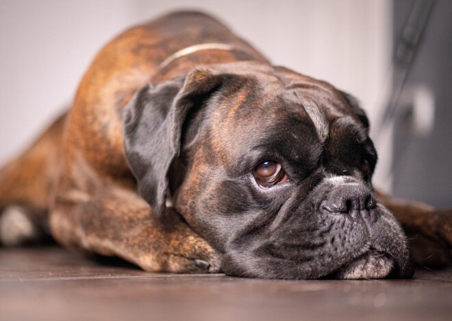 Dog Throwing Up Blood? Get Vet Help Now