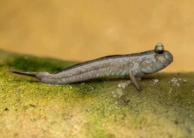 Habitats For Your Mudskipper: Setting Up Their Ideal Home