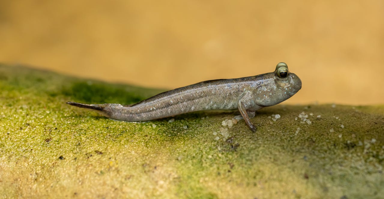 Habitats For Your Mudskipper: Setting Up Their Ideal Home