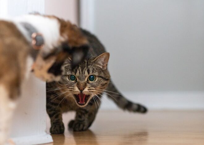 How Long Does a Cat Hold a Grudge?