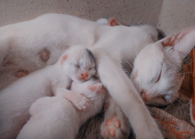 How Long Should Kittens Stay With Their Mom?