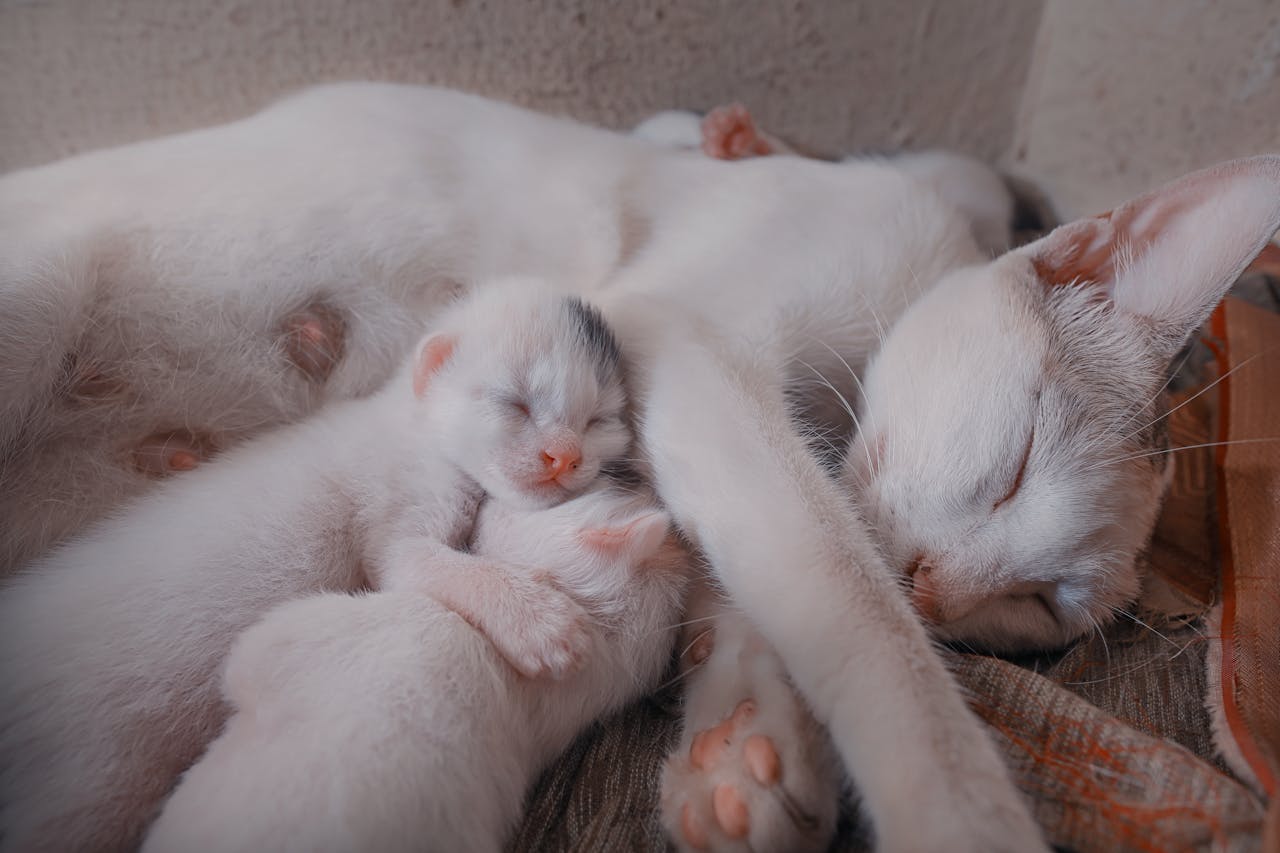 How Long Should Kittens Stay With Their Mom?