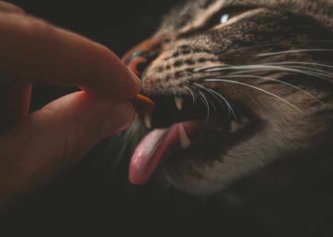 How Much Should I Feed My Cat Daily?