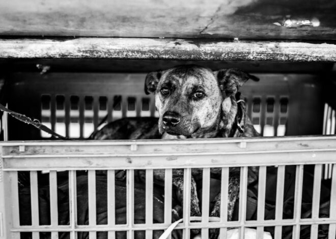 How To Crate Train A Puppy Successfully Today