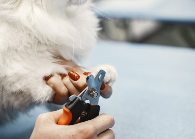 How to Trim Cat Nails: Pro Groomer’s Step-by-Step Guide