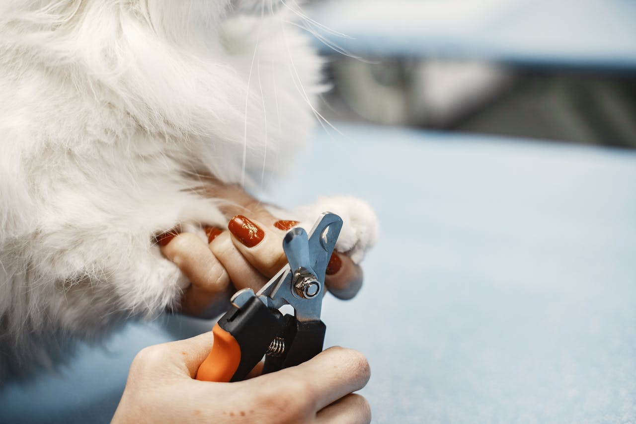 How to Trim Cat Nails: Pro Groomer’s Step-by-Step Guide