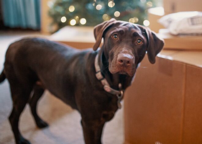 Labrador Retriever Life Span: Understanding Their Health