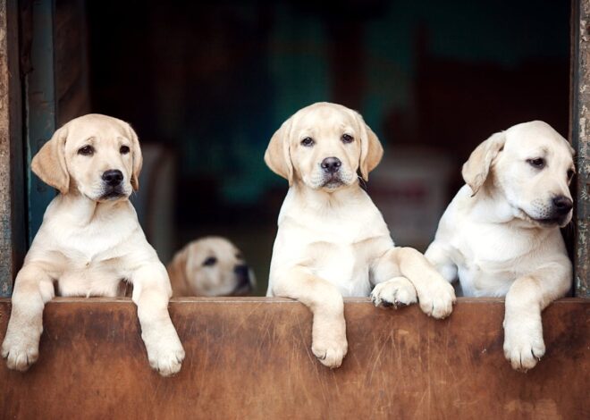 Labrador Retriever Puppies: Your Complete Guide