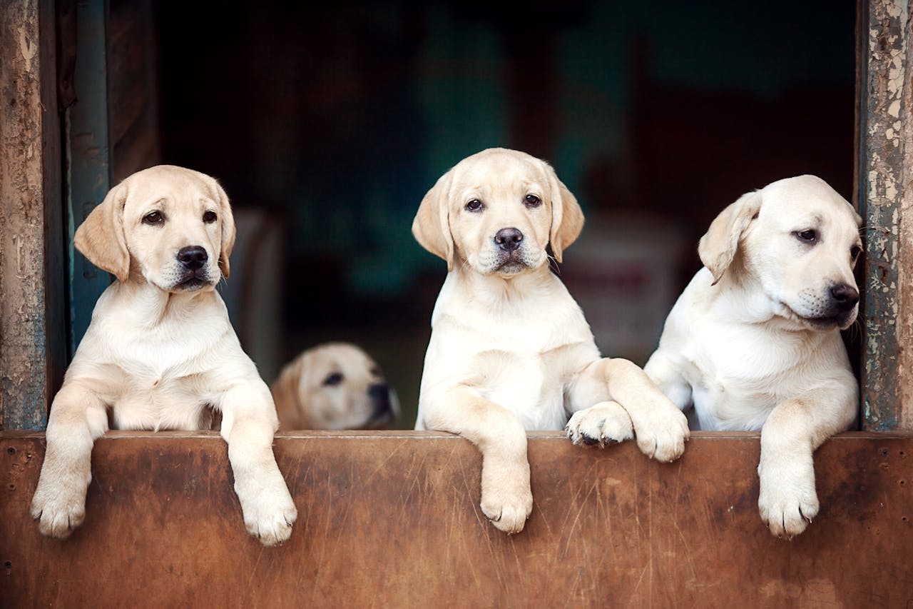 Labrador Retriever Puppies: Your Complete Guide