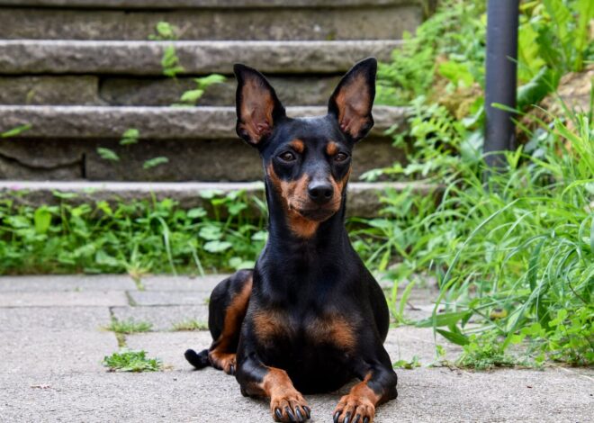 Miniature Pinscher Grooming: Bathing, Shedding & No Trims