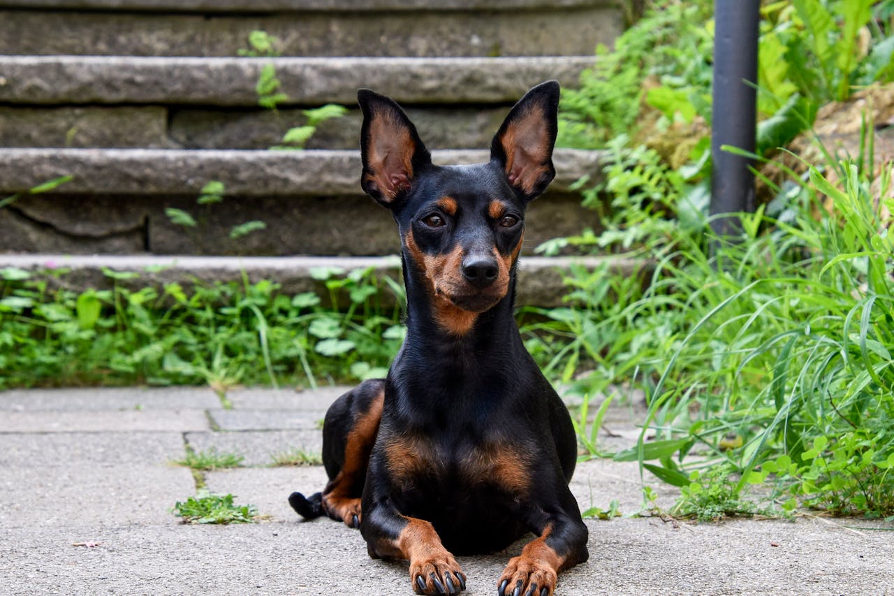 Miniature Pinscher Grooming: Bathing, Shedding & No Trims