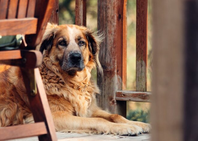 Old Dog Coughing and Gagging: Understanding the Causes