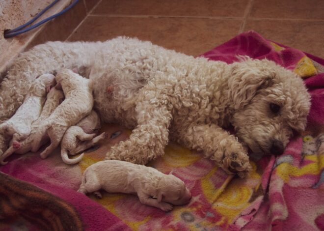 Poodle Puppies: Your Guide to Everything Poodle