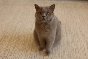 Primordial Pouch In Cats: What Is That Belly Flap?