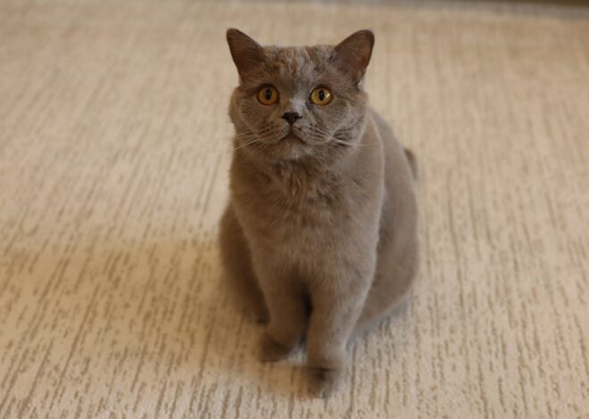 Primordial Pouch In Cats: Your Guide to the Pouch