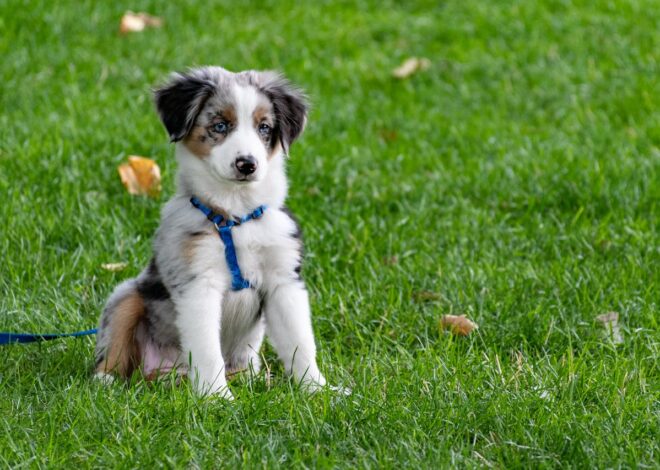 Things Only Aussiedoodle People Truly Understand