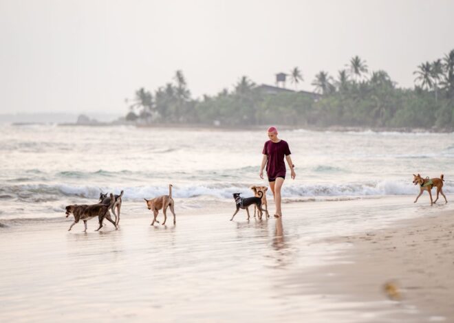 Top Dog-Friendly Beaches for a Fun Day Out