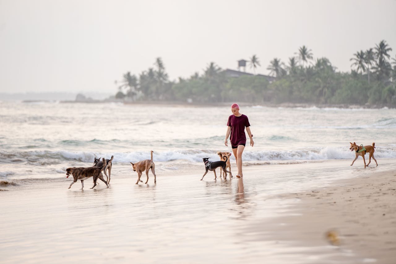 Top Dog-Friendly Beaches for a Fun Day Out