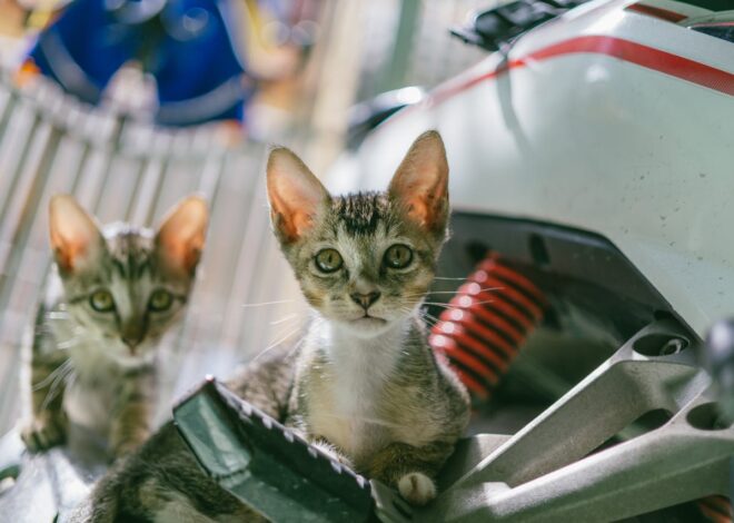 Warning Signs When Introducing Cats Guide