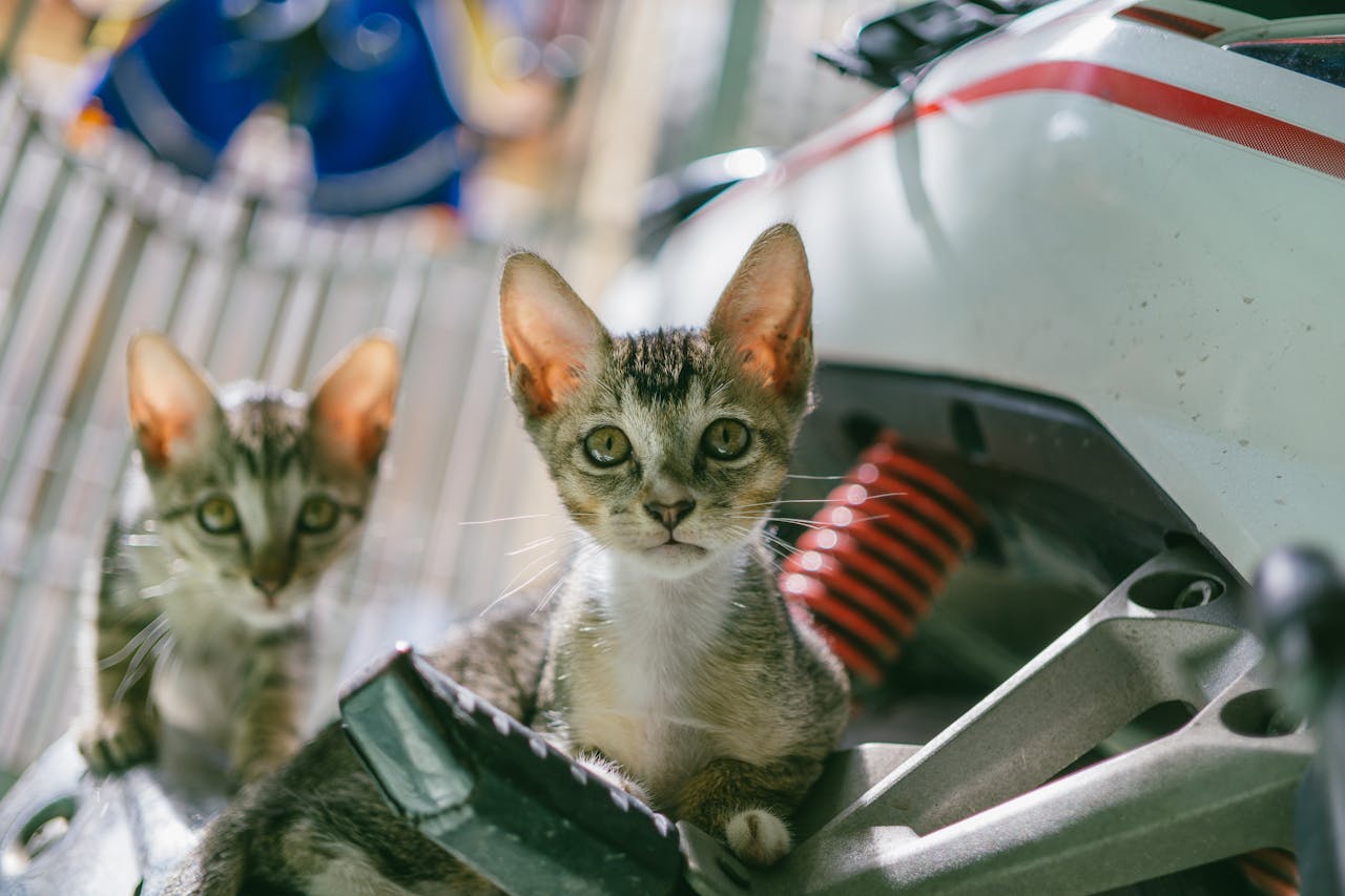 Warning Signs When Introducing Cats Guide