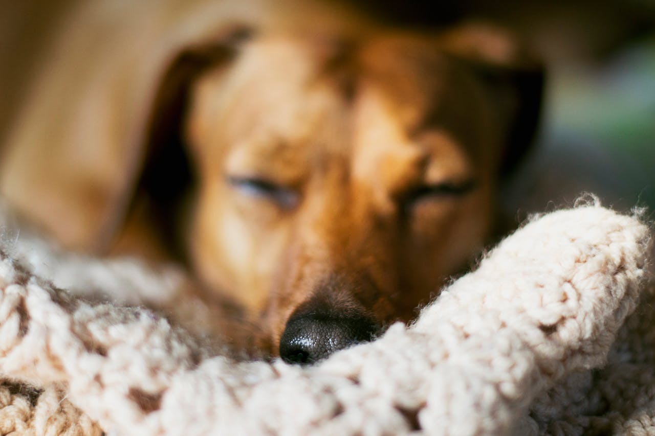 What Do Dogs Dream About When They Sleep?