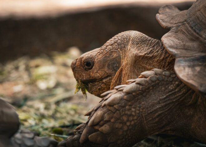 What Do Turtles Eat? Understanding Their Varied Diets