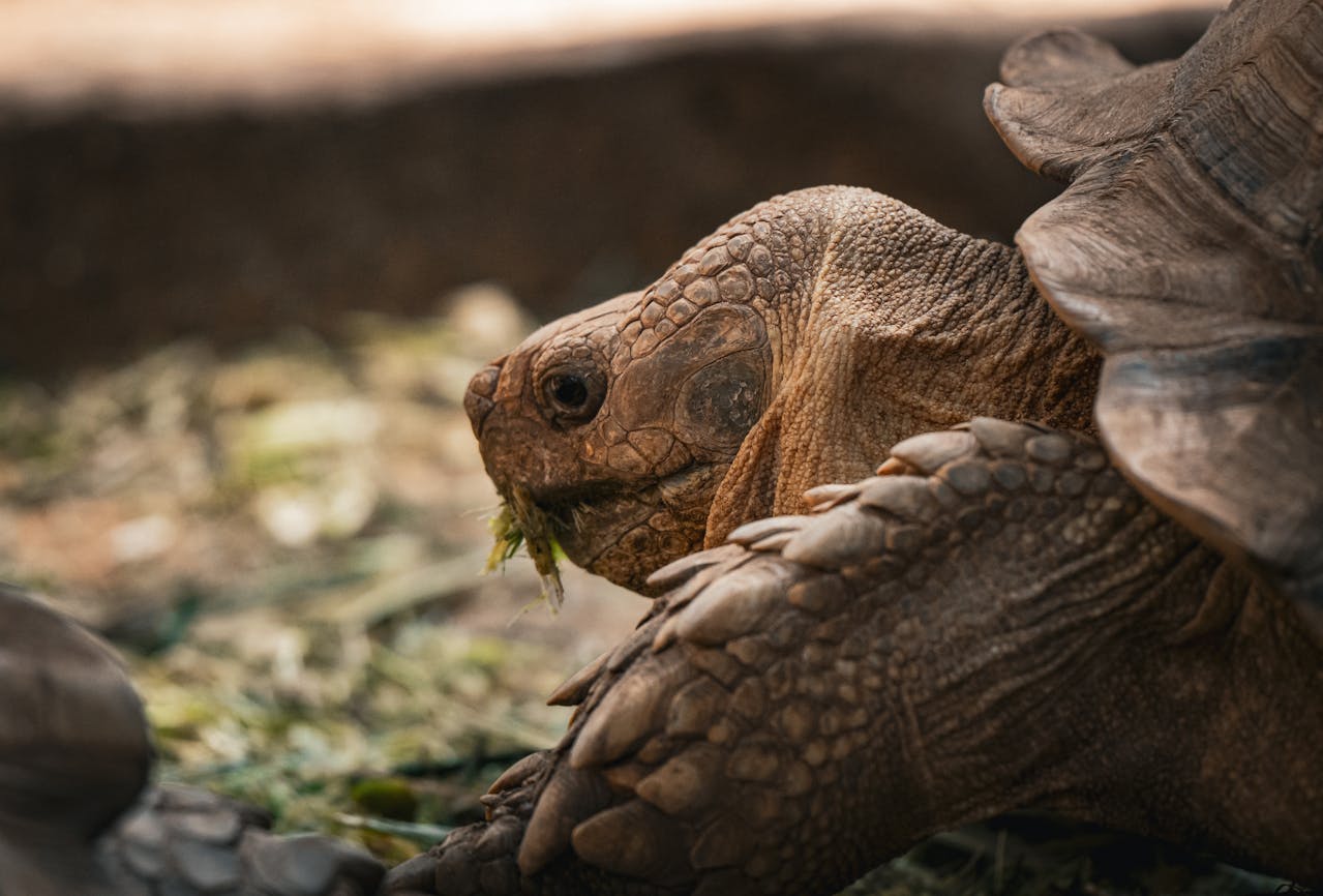 What Do Turtles Eat? Understanding Their Varied Diets