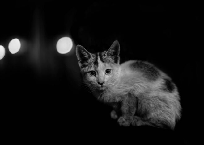 Does My Cat Run Out of the Litter Box?