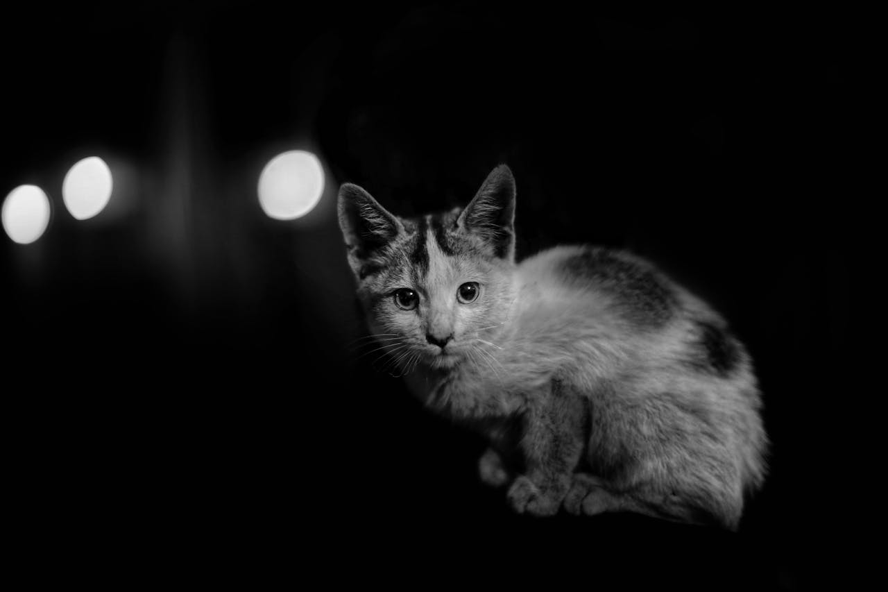 Does My Cat Run Out of the Litter Box?