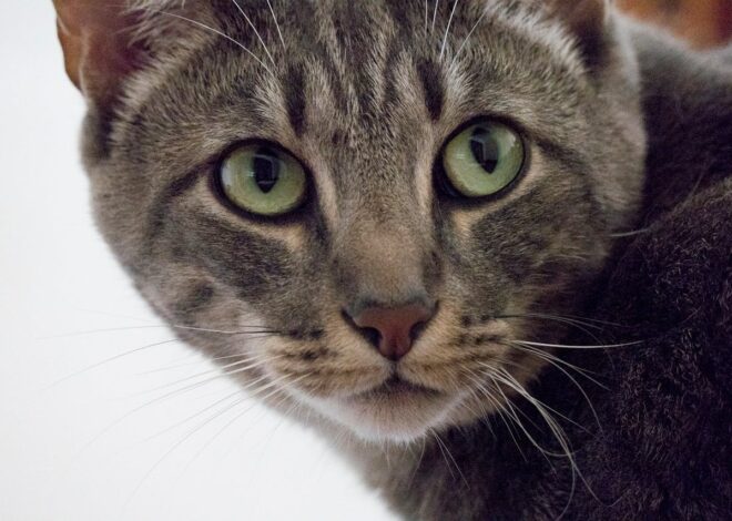 Why Does My Cat Stare At Me? Unraveling Their Gaze