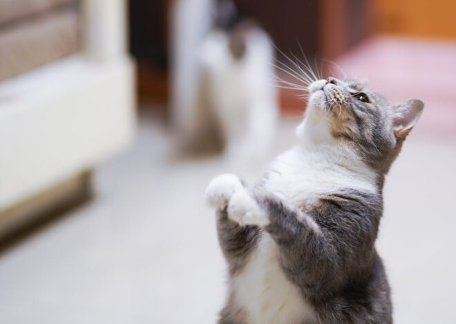 Why Is My Cat Standing Up On Two Legs?