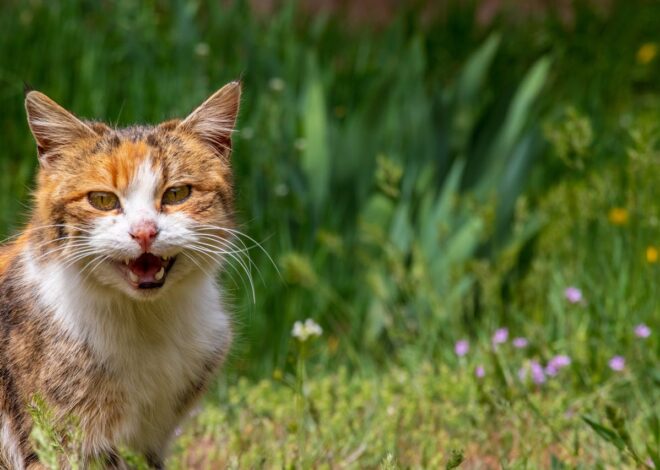 Why Is Your Cat Meowing Loudly All Of A Sudden?